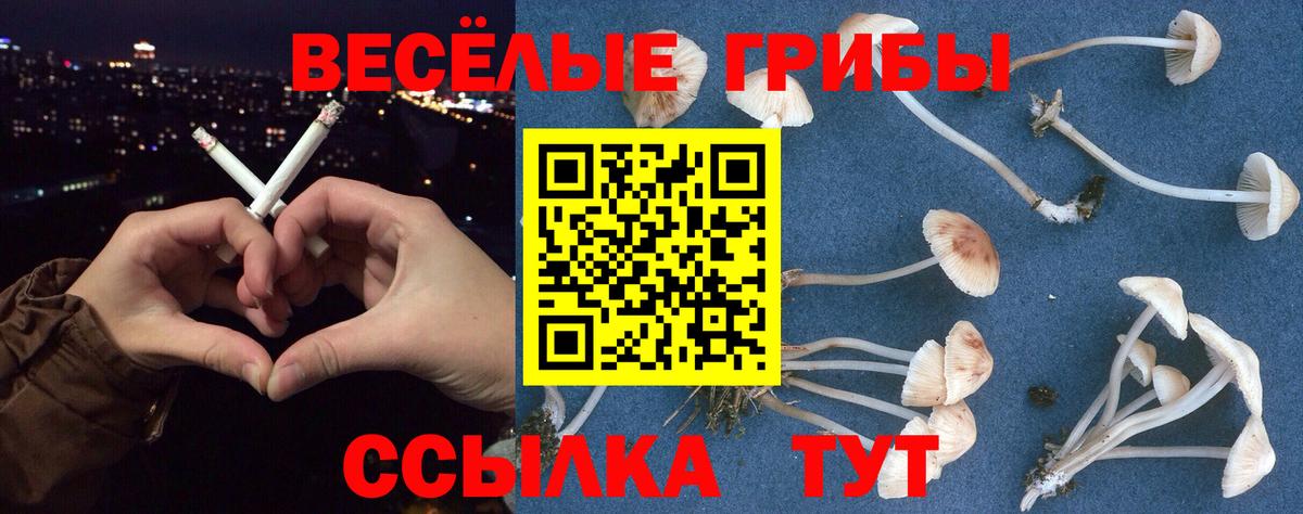 Галлюциногенные грибы Psilocybe  Вход с VPN  Ефремов 